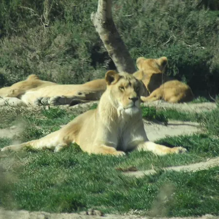 Κάμπινγκ Mobilhome Cote - 3 - Climatise - Tv *